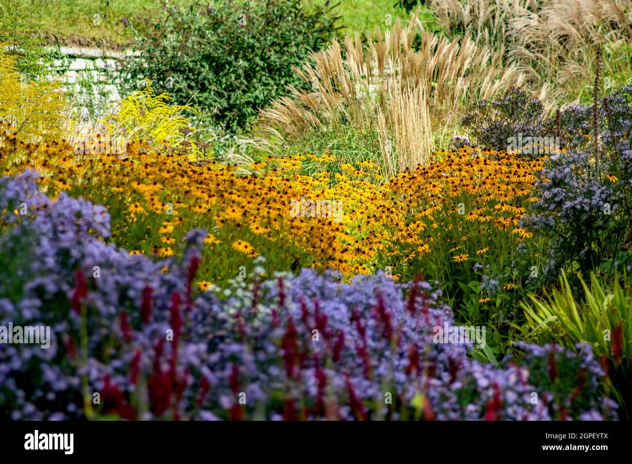 Bodensee : Blumenwelt Stockfoto
