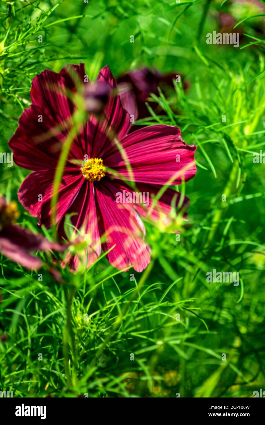 Bodensee : die lila Dahlie Stockfoto