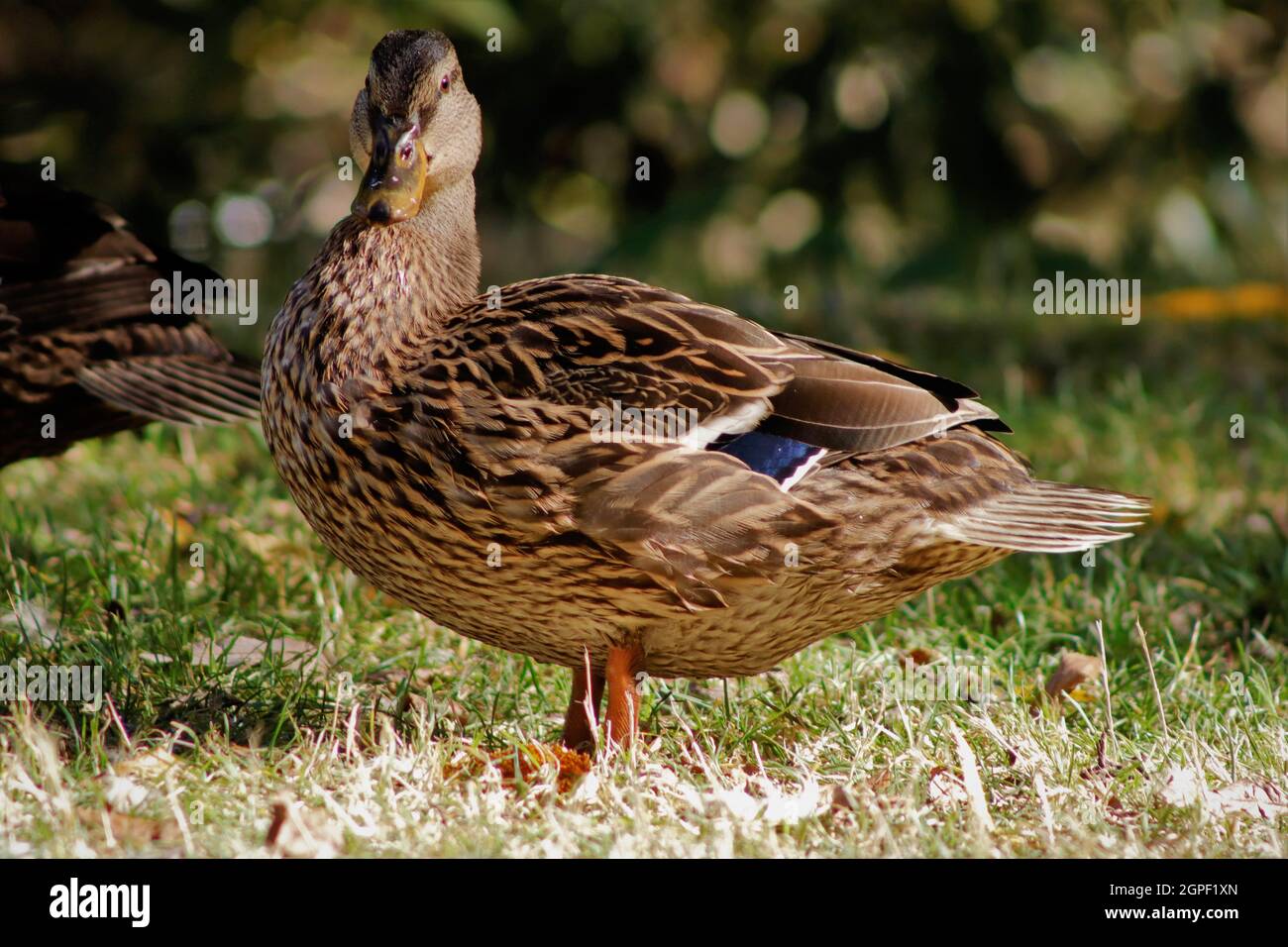 In der Nähe einer Ente, die am Flussrand steht Stockfoto