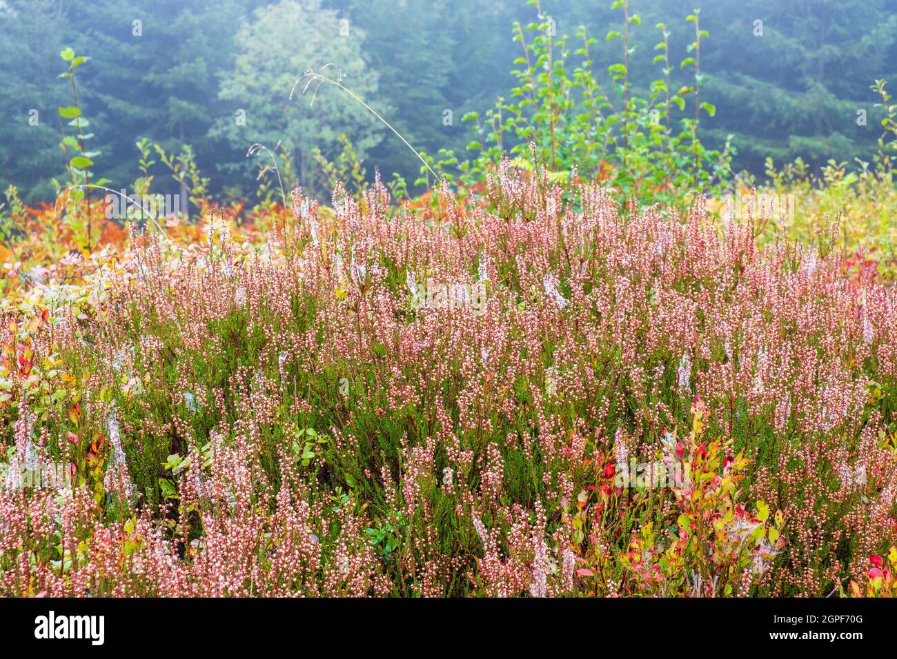 Heidekraut blüht in Herbstfarben Stockfoto