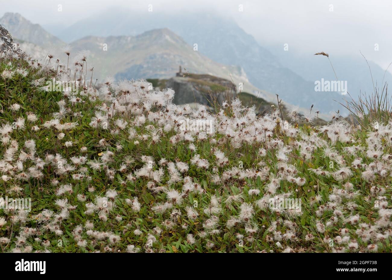 Kolonie der Bergavenen in den Alpen, viele flauschige Samenköpfe Stockfoto