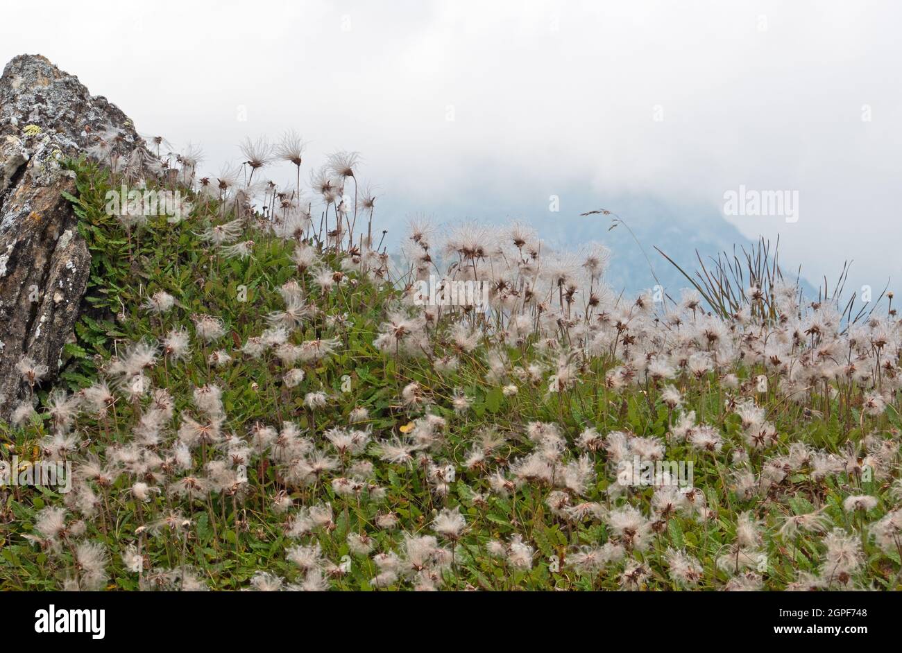 Kolonie der Bergavenen in den Alpen, viele flauschige Samenköpfe Stockfoto