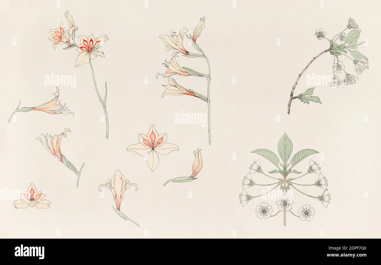 Studienblatt mit Gladiolus und Apfelblüte (1899) von Julie de graag (1877-1924). Stockfoto