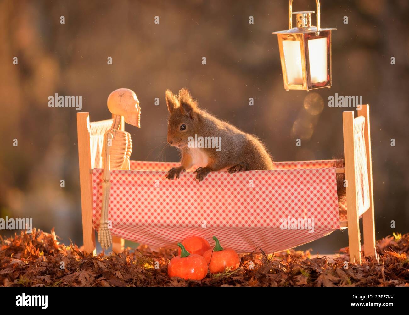 Eichhörnchen mit einem Skelett in einem Bett Stockfoto