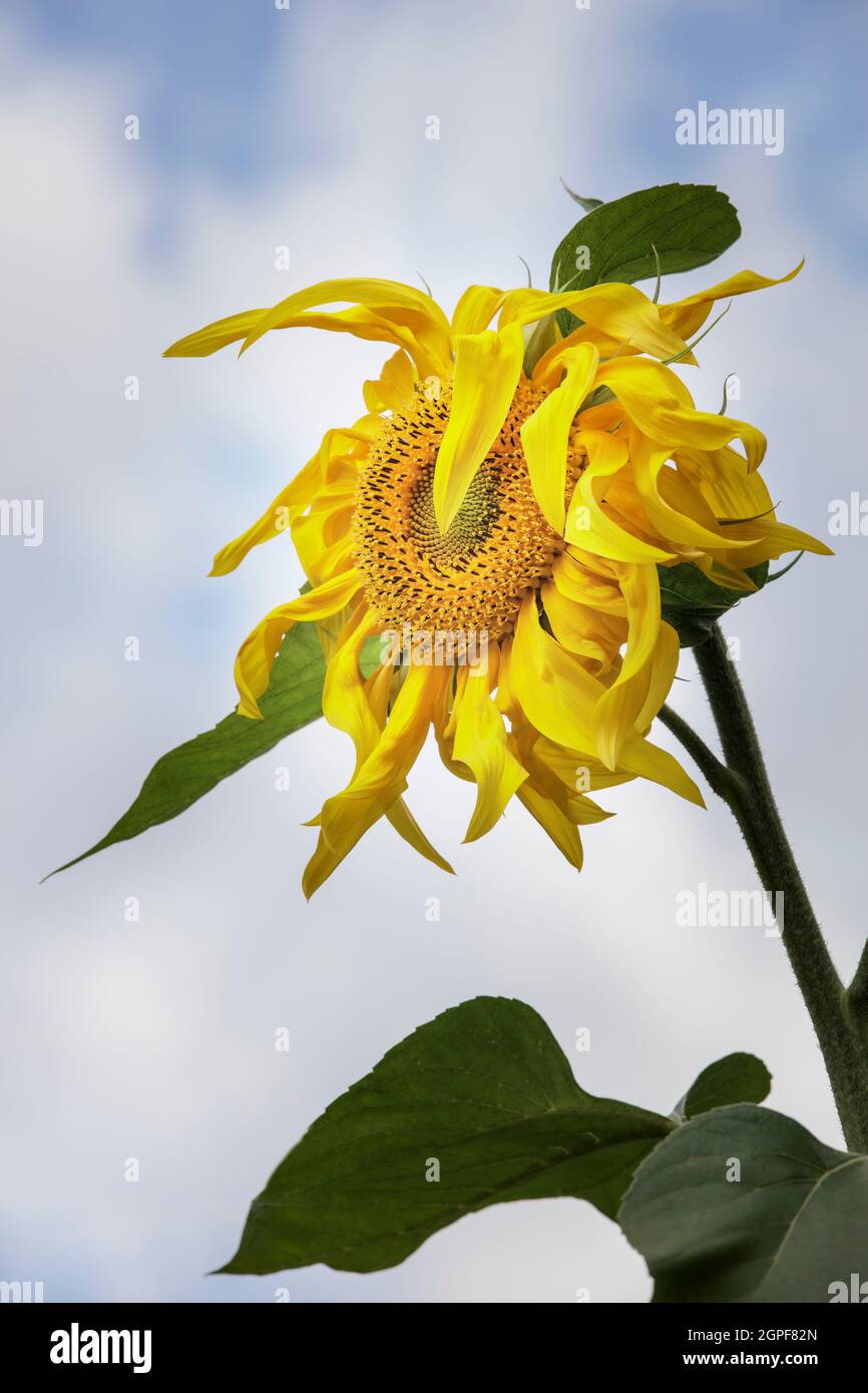 Einzelne riesige Sonnenblume in Blüte Stockfoto