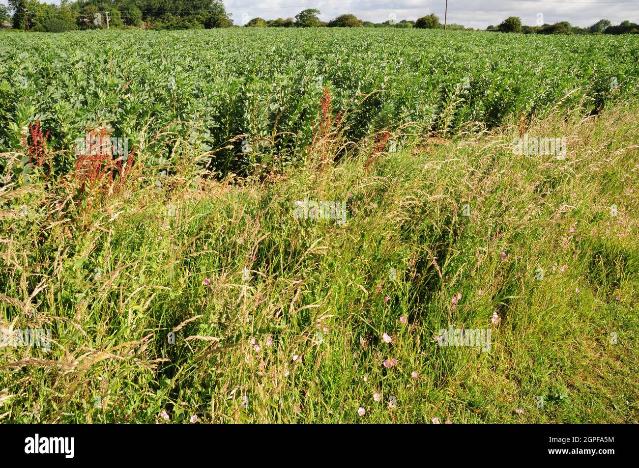 Wilde Blumen am Rande eines Fußweges neben einem Feld von Bohnen. Stockfoto