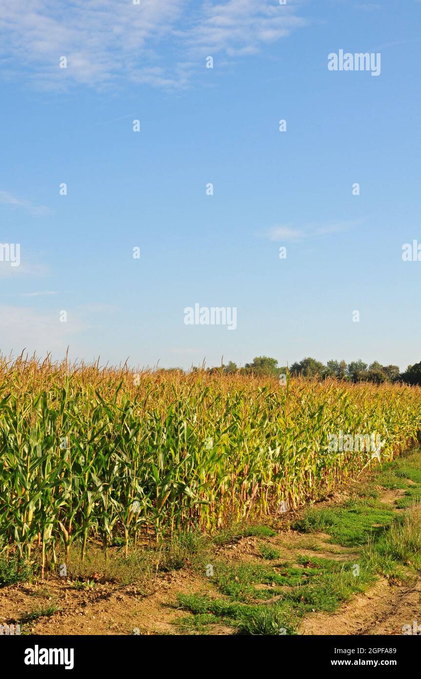 Reifender Mais. Für Viehfutter angebaut. Stockfoto