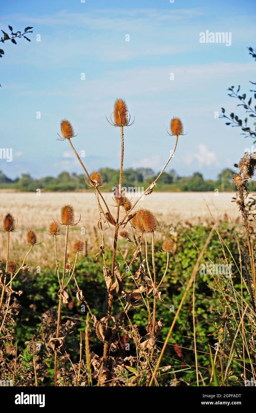 Gereifte Teeschalen. Dipsacu fullonum. Feldrand. Stockfoto