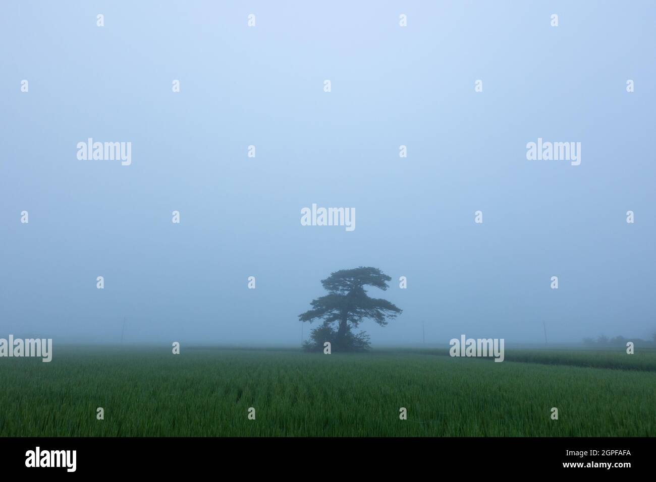 Neblige Morgenlandschaft von Reisfeld mit allein Baum, Gyeongju-si, Korea Stockfoto