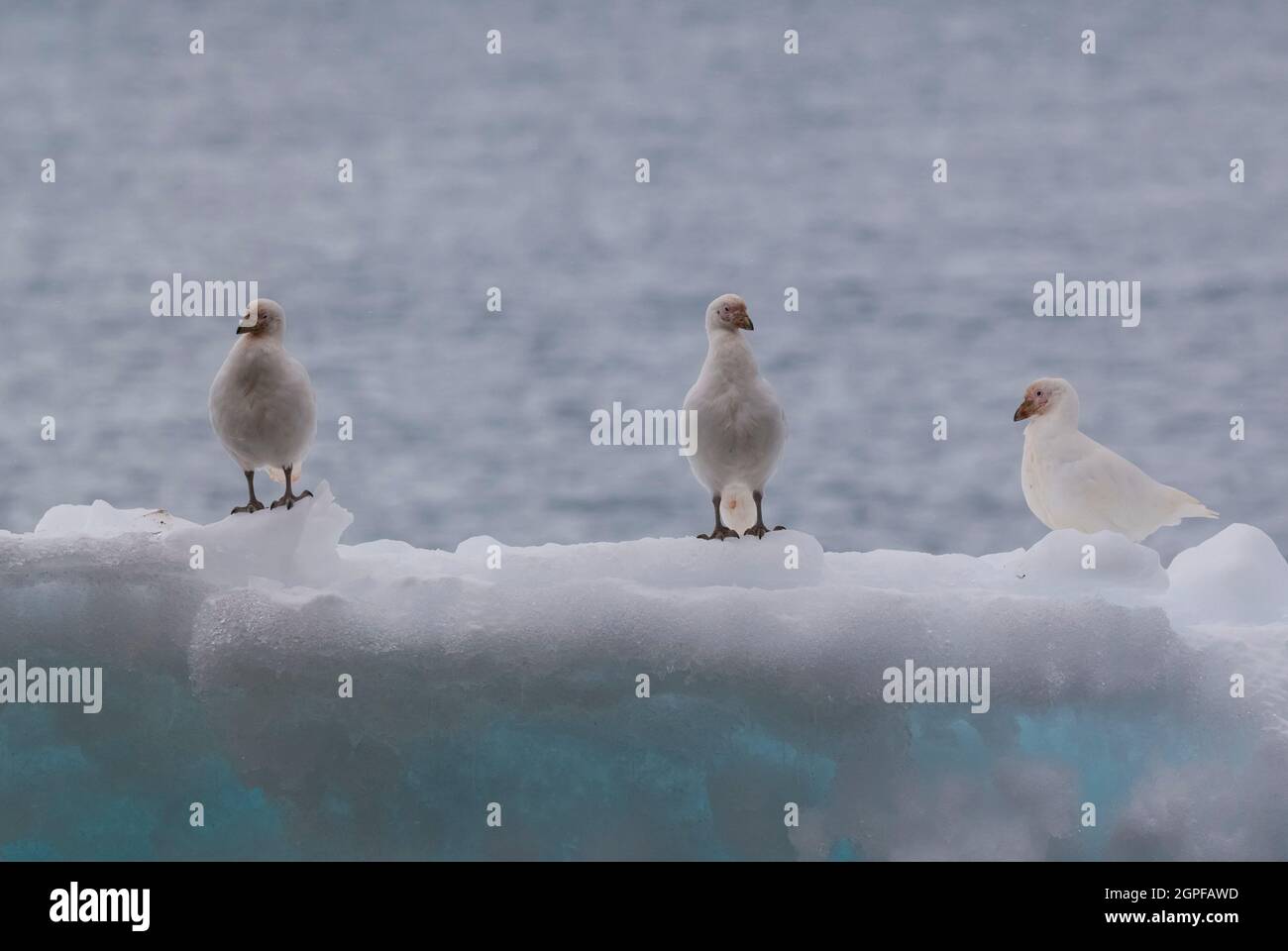 Snowy Sheathbill, Chionis albus, auf Eis, Antarktis. Stockfoto