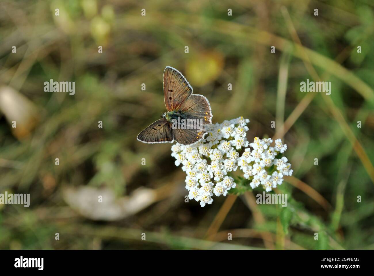 Brauner Schmetterling auf weißer Schafgarbe Blume Nahaufnahme Detail, verschwommener gren Gras Hintergrund, Draufsicht Stockfoto