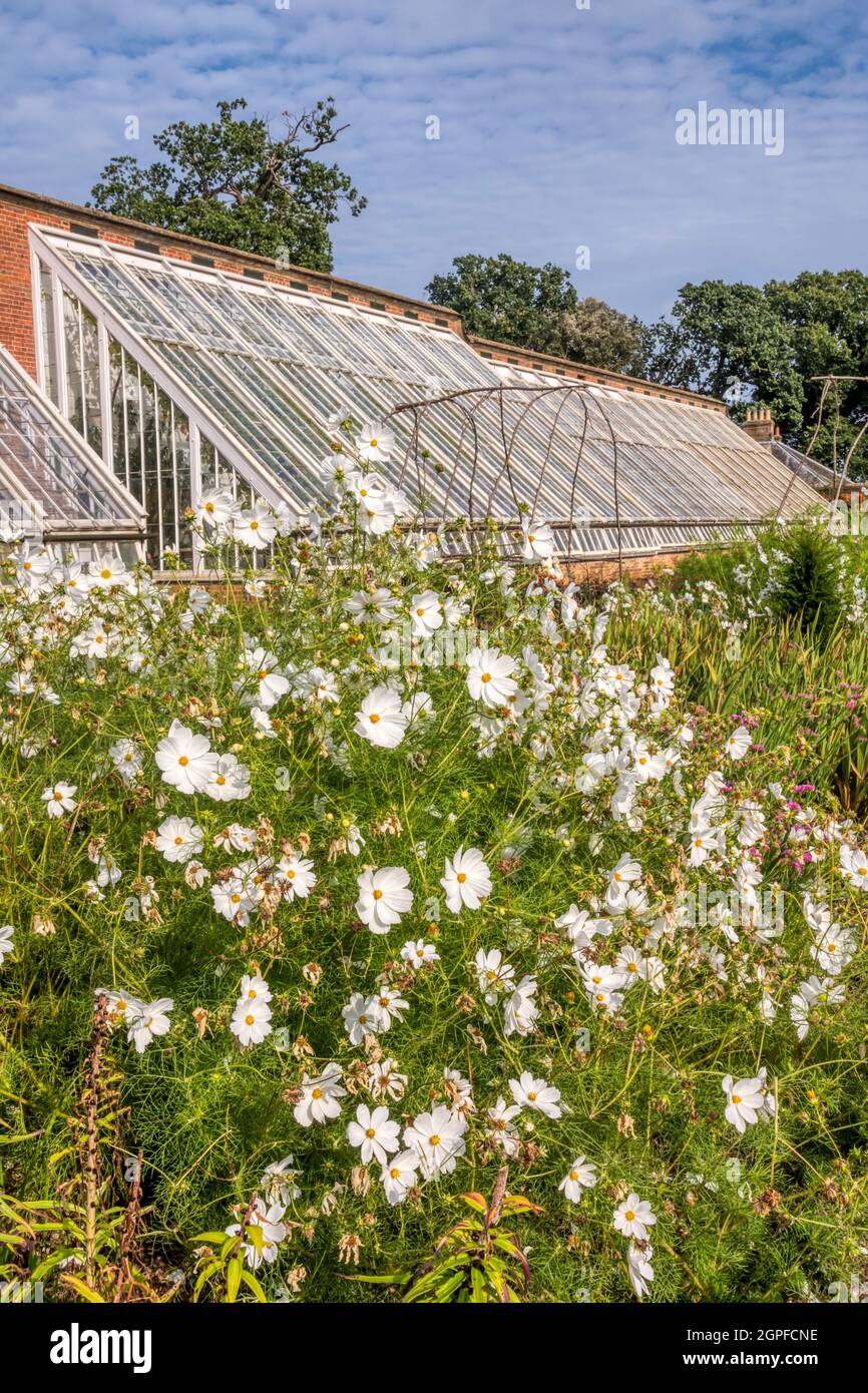 Weißer Kosmos blüht vor den restaurierten viktorianischen Weingütern im Walled Garden in der Holkham Hall in North Norfolk. Stockfoto