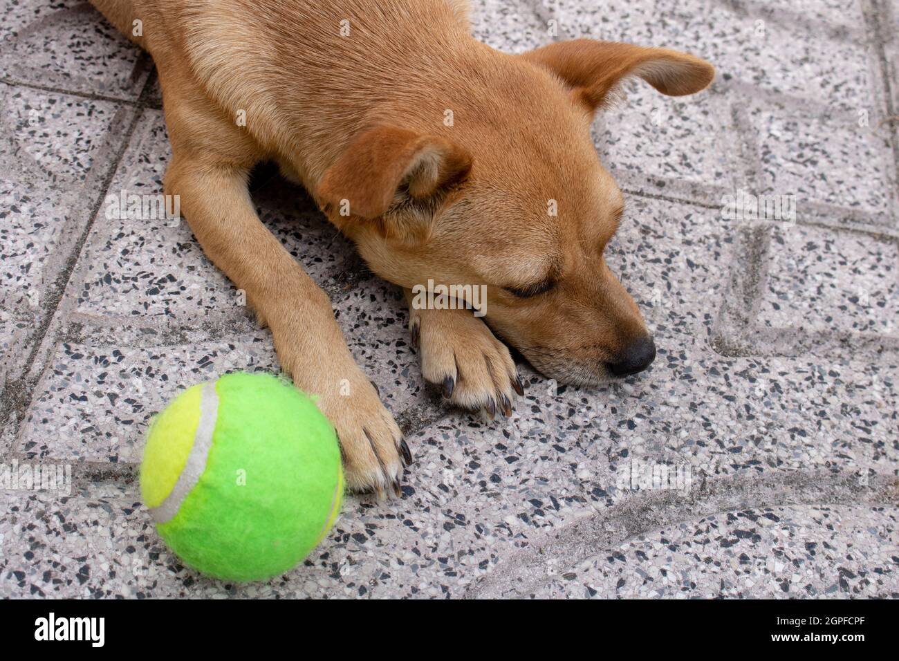 Nahaufnahme des Gesichts eines Mischlingshundes, der auf dem Boden liegt und neben einen Tennisball blickt und ihn ignoriert. Hündin sieht traurig aus, unmotiviert Stockfoto