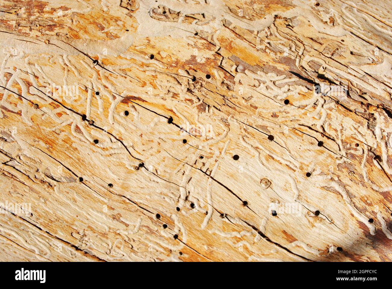 Alte geknackte Baumstamm mit Löchern von Termiten, natürlicher Hintergrund, Nahaufnahme Textur Makro Detail Stockfoto