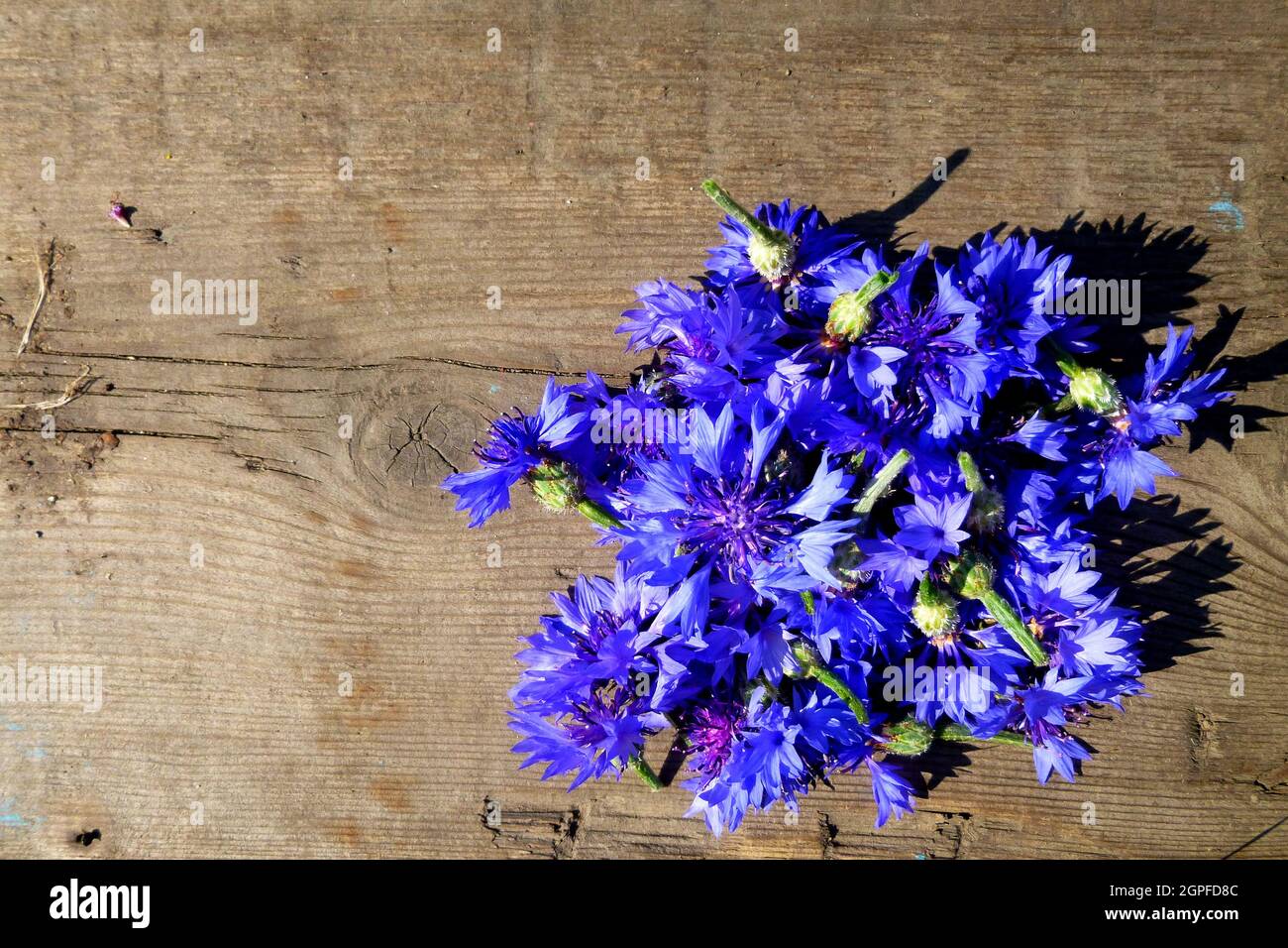 Kornblume, Centaurea blüht. Blaue Blumen auf einem Hintergrund einer hölzernen Oberfläche. Kulinarisches Kraut, Würzen, Aroma. Heilpflanze aus dem Garten in Siber Stockfoto