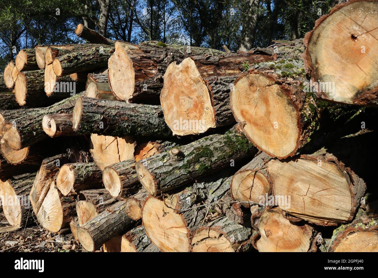 Gefällte Bäume Stockfoto
