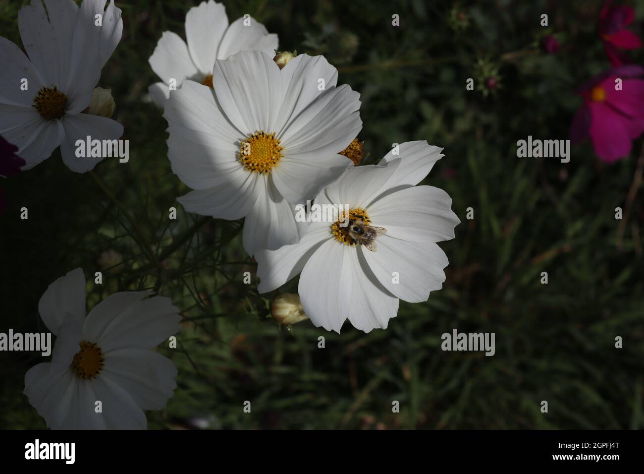 Biene auf weiße Blume Stockfoto