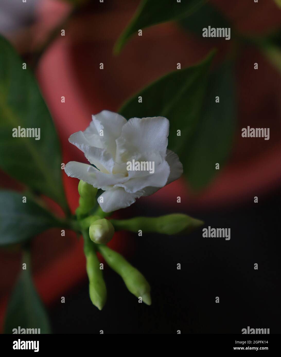 Doppelblühender Kreppjasmin/Tabernaemontana divaricata 'Flore Pleno' /Balkongarten Stockfoto