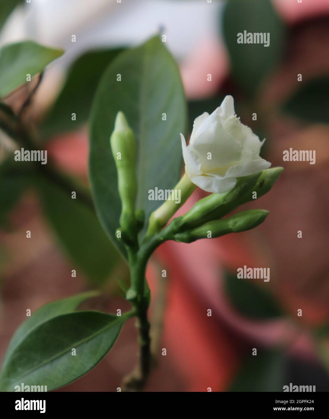 Doppelblühender Kreppjasmin/Tabernaemontana divaricata 'Flore Pleno' /Balkongarten Stockfoto