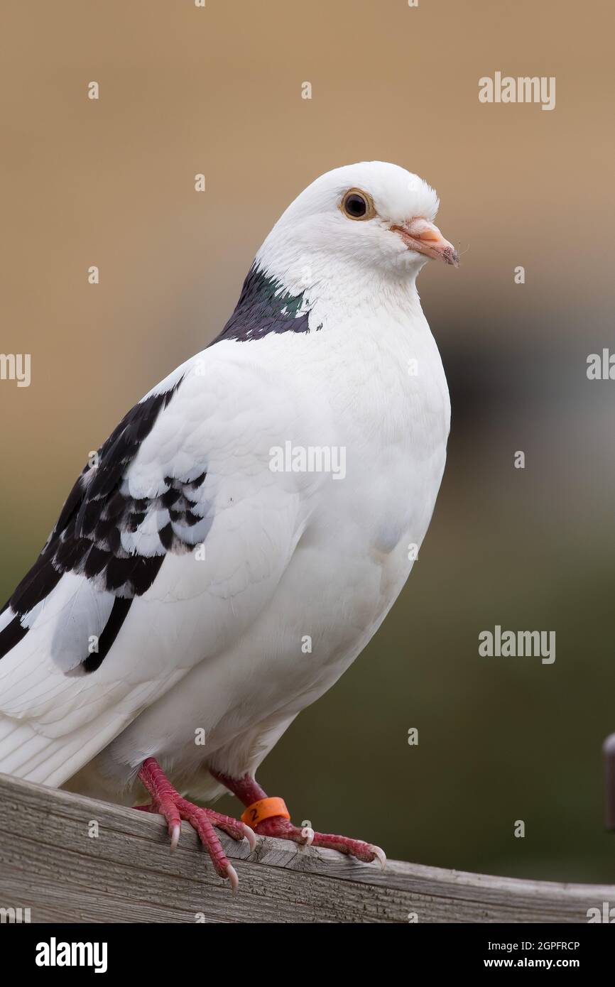 Single Roller Pigeon Stockfoto