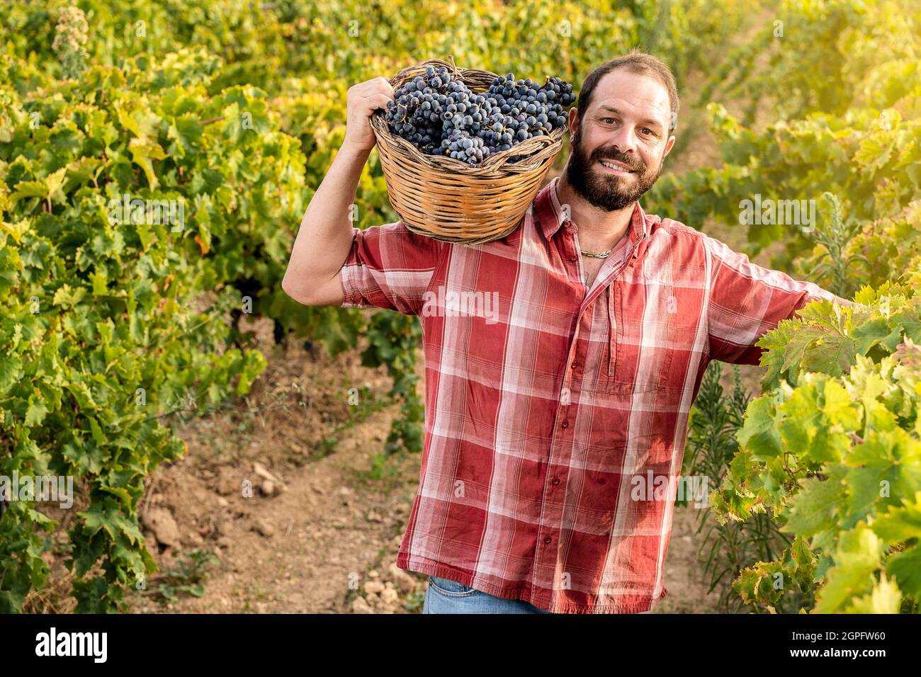 Glücklicher Winzer lächelt im Weinberg Stockfoto