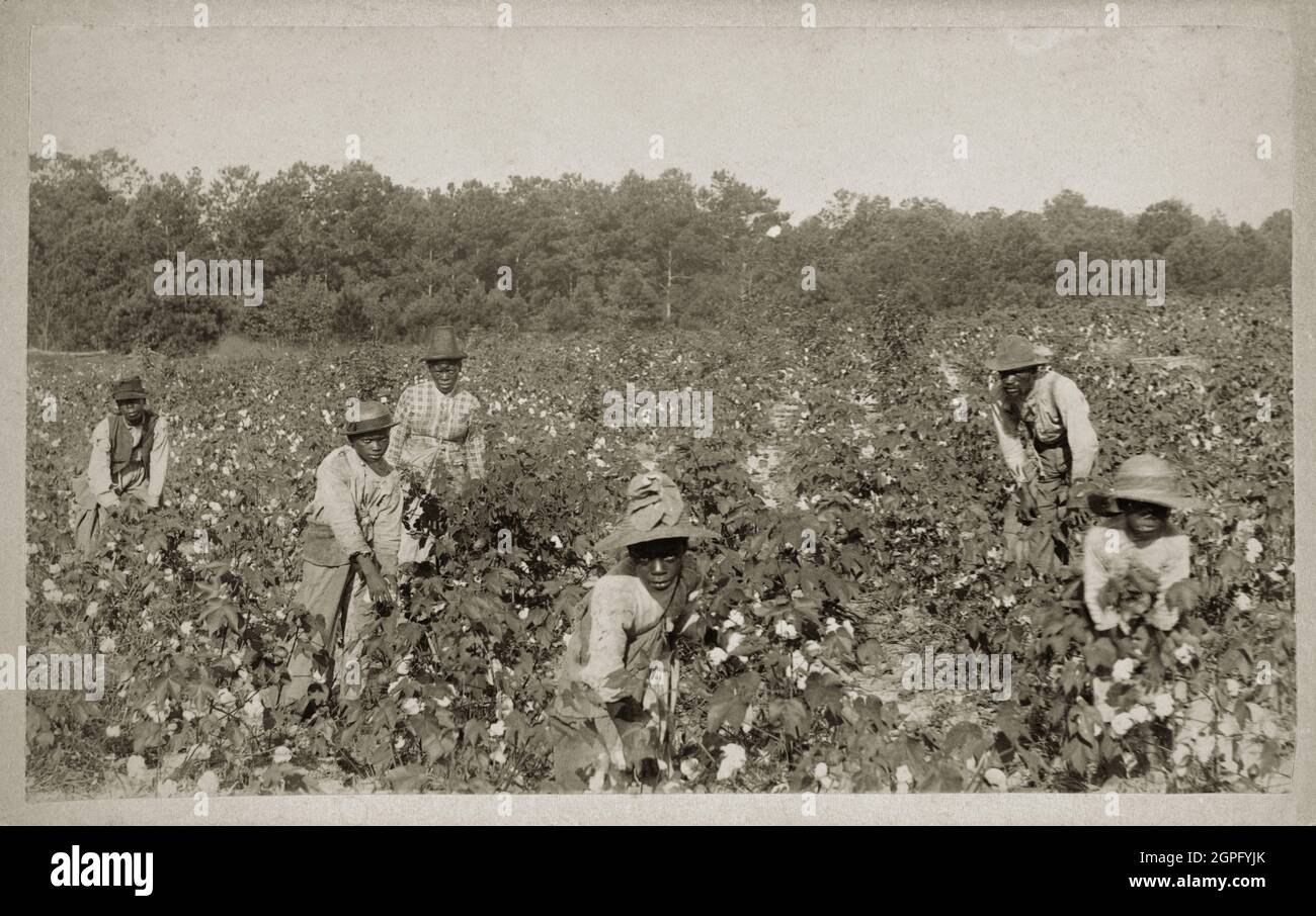 Vintage-Foto um 1867 zeigt afroamerikanische Männer, Frauen und Kinder, die in der Nachkriegszeit in Savannah Georgia, USA, Baumwolle pflücken Stockfoto