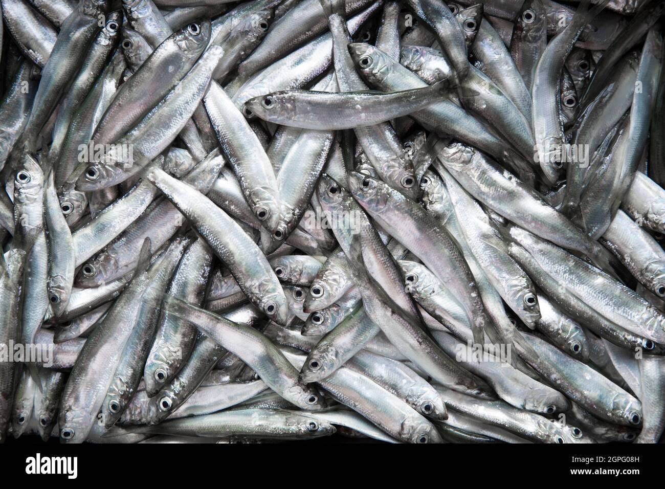 Frisch, rohe Sprossen, Sprattus Sprattus, gefangen in Lyme Bay Dorset. Sprotten sind ein kleiner, schaufender Fisch, der reich an Fischölen ist und oft etikettiert verkauft wird Stockfoto