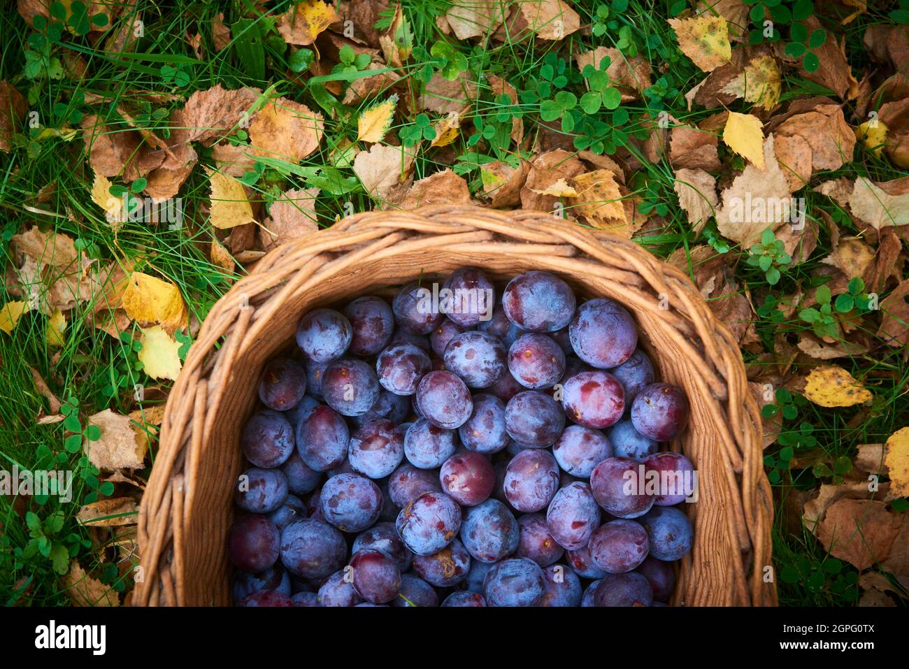 Frisch gepflückte Pflaumen in einem Korbkorb auf dem Gras Stockfoto