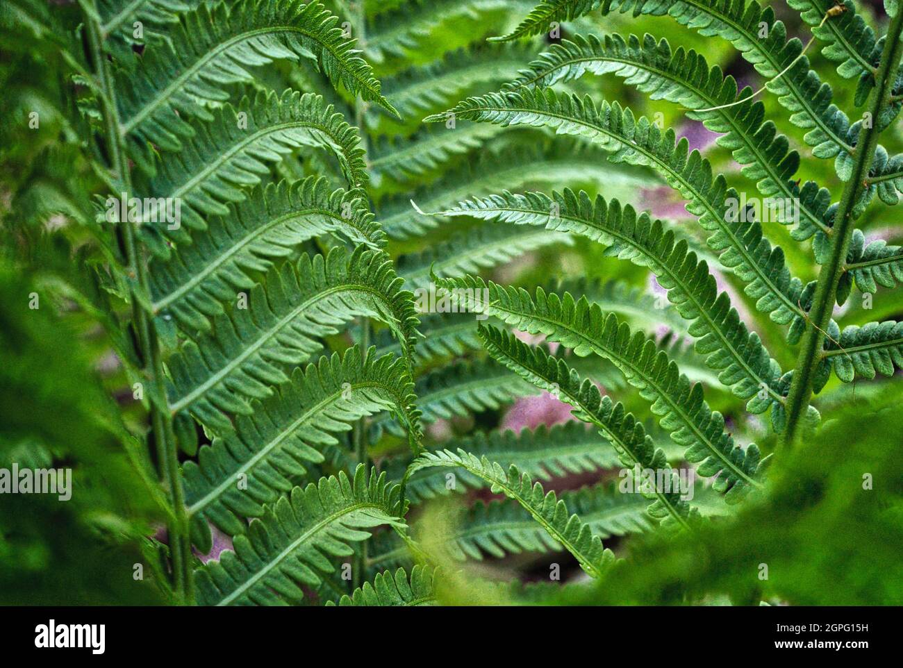 Nahaufnahme der grünen Farnpflanze in der Naturlandschaft Stockfoto