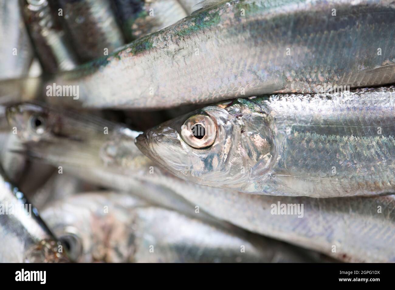 Frisch, rohe Sprossen, Sprattus Sprattus, gefangen in Lyme Bay Dorset. Sprotten sind ein kleiner, schaufender Fisch, der reich an Fischölen ist und oft etikettiert verkauft wird Stockfoto