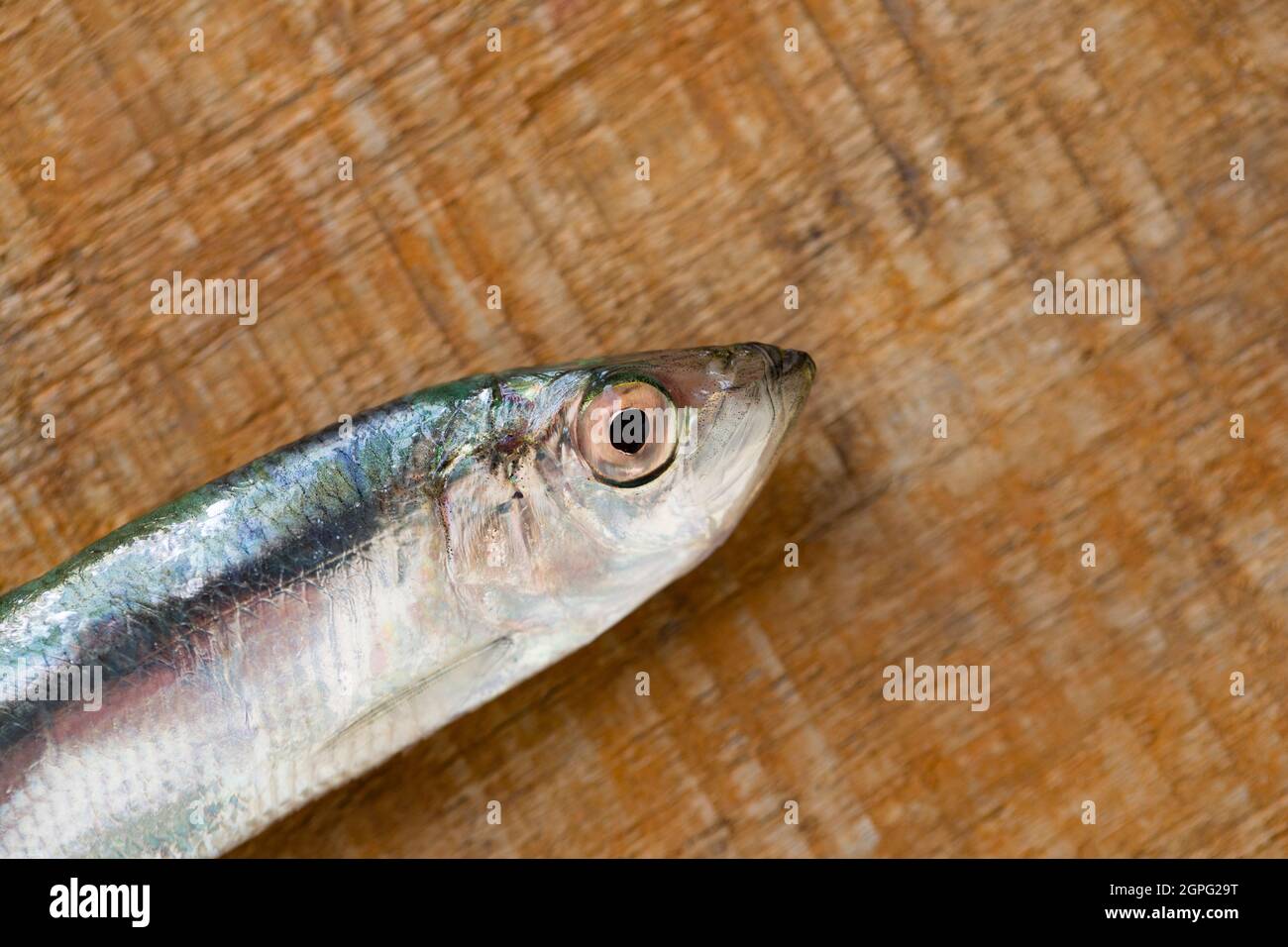 Frisch, roher Sprotte, Sprattus Sprattus, gefangen in Lyme Bay Dorset. Sprotten sind ein kleiner, schaufender Fisch, der reich an Fischölen ist und oft etikettiert verkauft wird Stockfoto