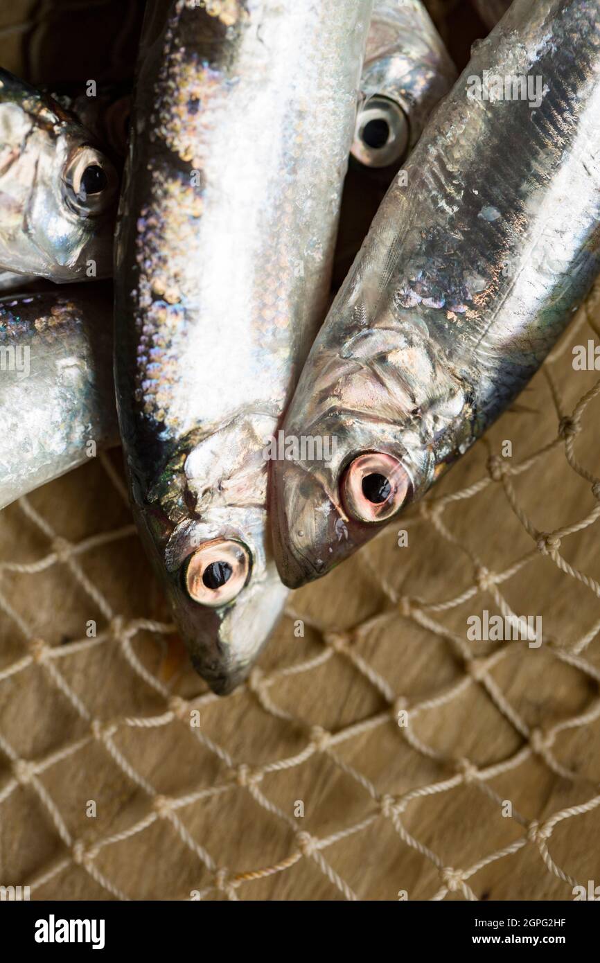 Frisch, rohe Sprossen, Sprattus Sprattus, gefangen in Lyme Bay Dorset. Sprotten sind ein kleiner, schaufender Fisch, der reich an Fischölen ist und oft etikettiert verkauft wird Stockfoto