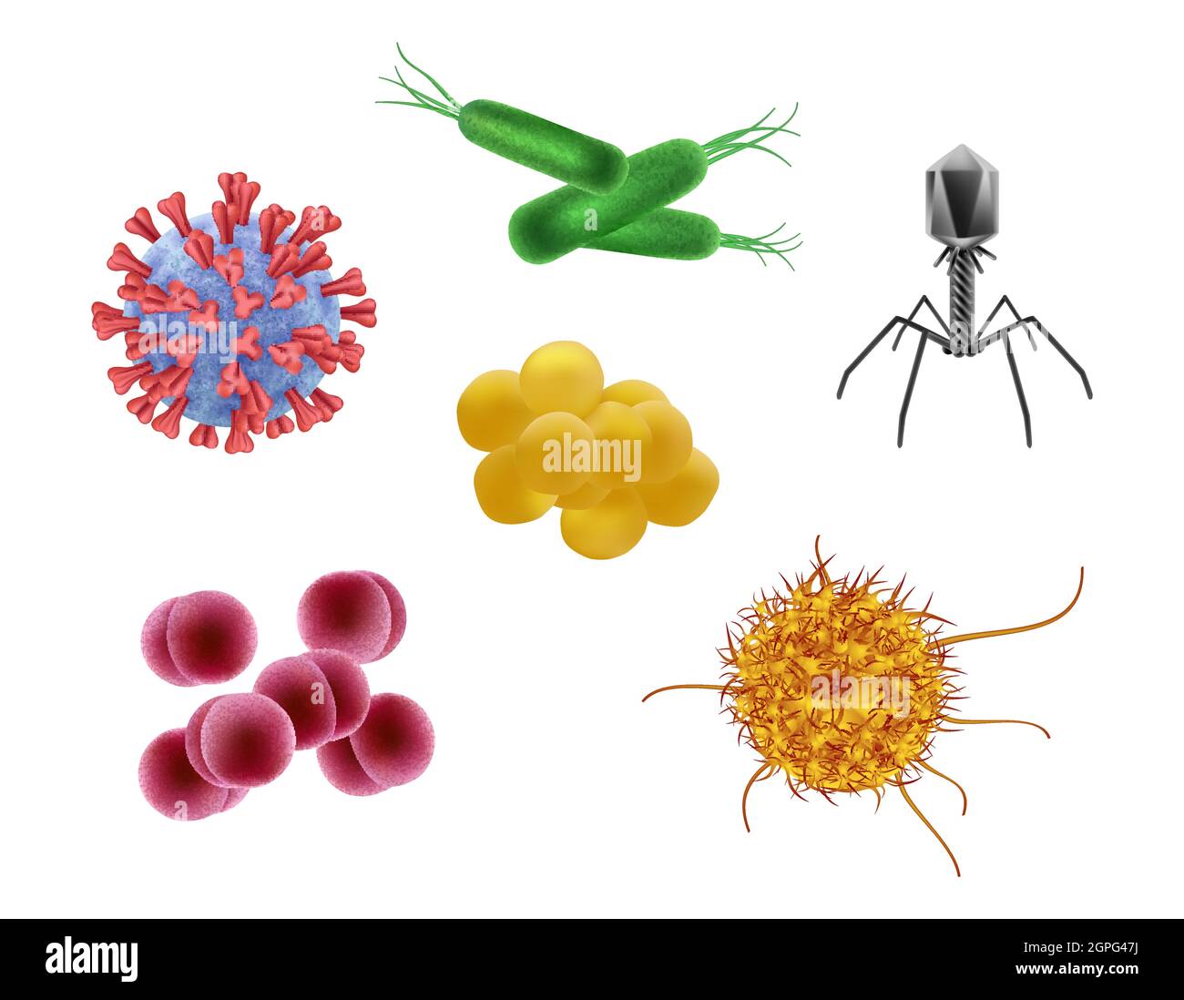 Mikroben realistisch. Biologische Zellen verschiedene Grippeviren Vektor-Illustration von Mikroorganismen Stock Vektor