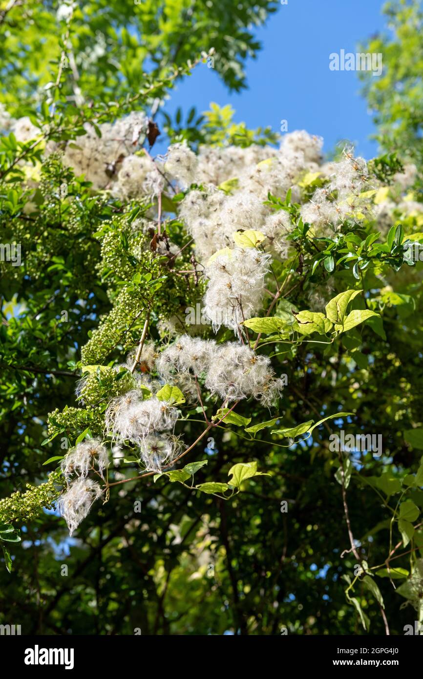 Blühende Hecke clematis, Stockfoto