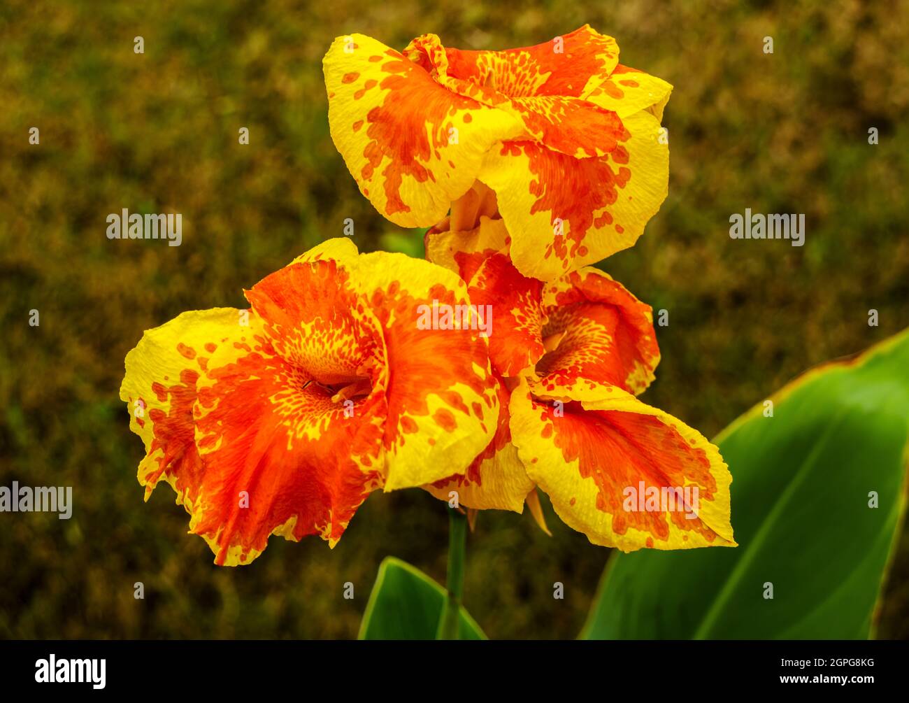 Orangefarbene und gelbe Blüten von Canna Indica. Stockfoto
