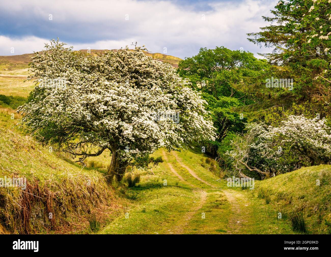 Grasweg mit Weißdornbüschen (Kreatagus), Isle of Skye, Inner Hebrides, Schottland, Großbritannien Stockfoto