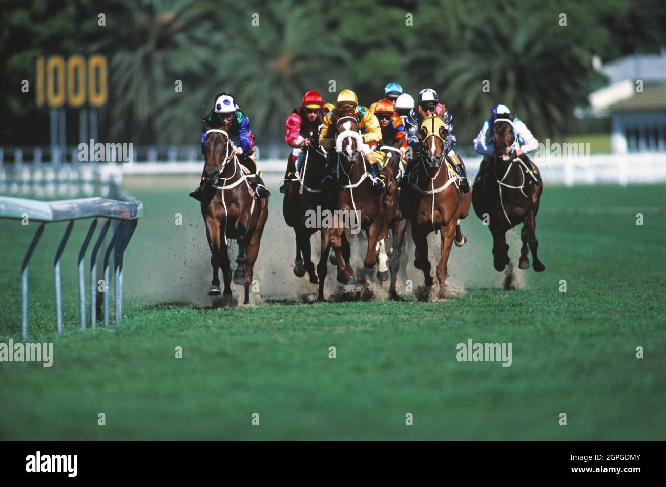 Australien. Sport. Pferderennen auf Rasen. Stockfoto
