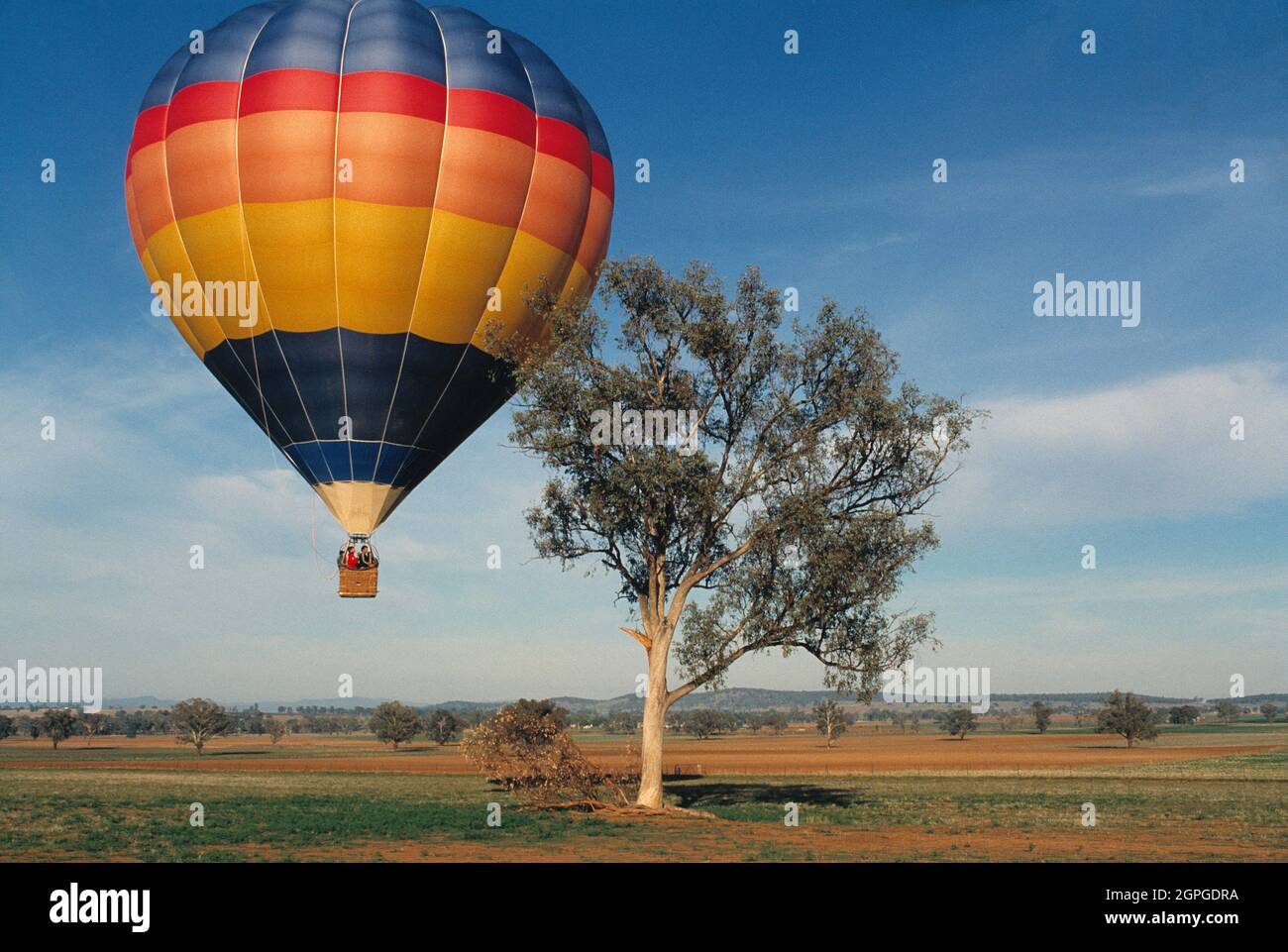 Australien. New South Wales. Heißluftballonfahrten. Ballon landet in der Nähe eines Baumes. Stockfoto