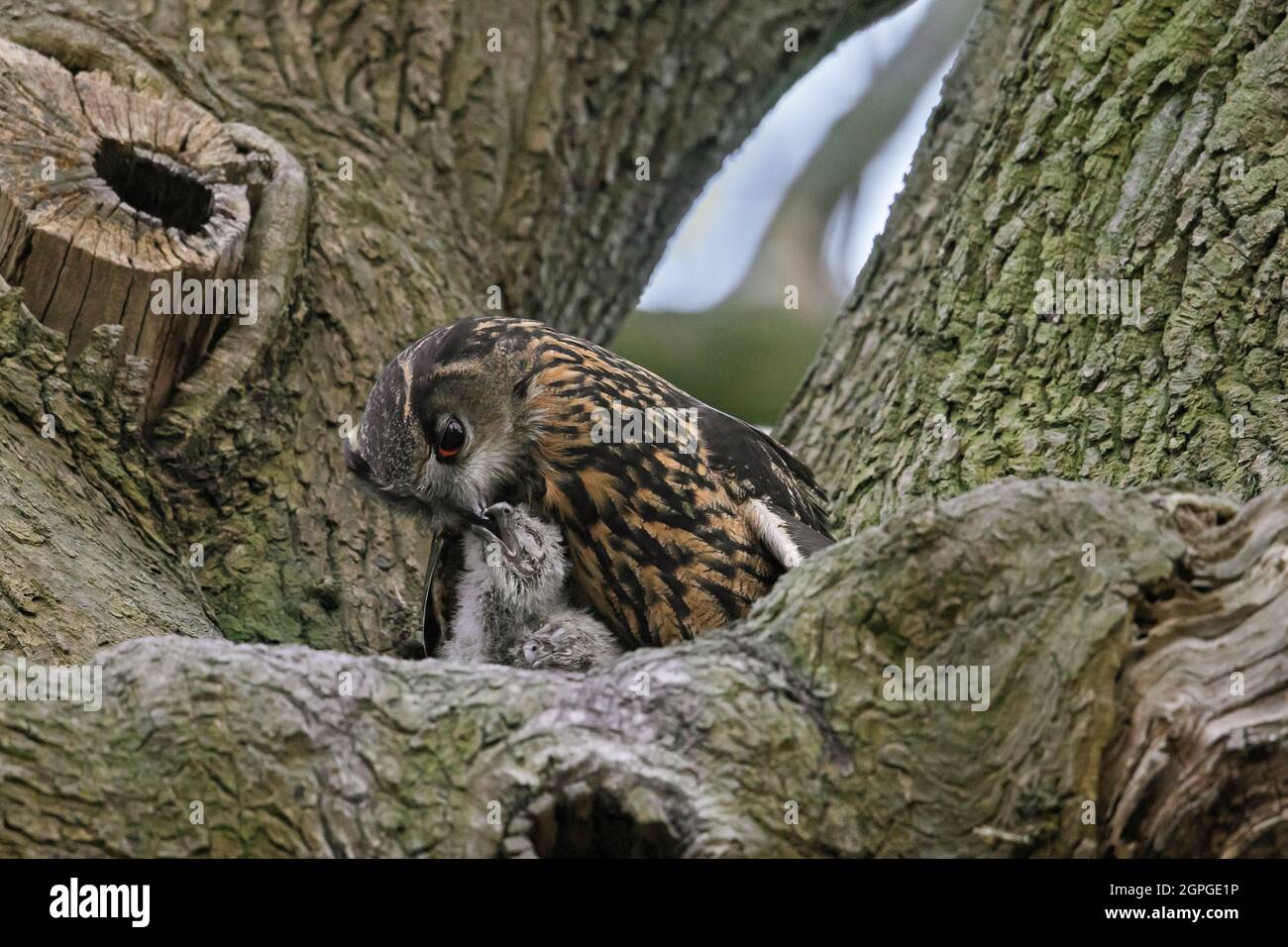 Eurasischer Adlerkauz / Europäischer Adlerkauz (Bubo bubo) Weibchen, das Küken im Nest im Baum füttert Stockfoto