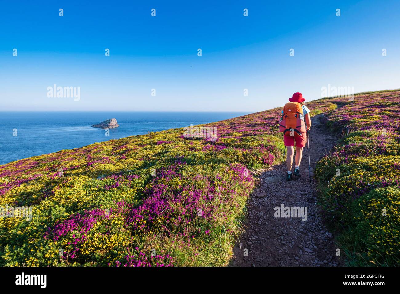 Frankreich, Cotes d'Armor, Plegenon, Grand Site de France Cap d'Erquy - Cap Frehel, Wandern Sie in den Mooren des Cap Frehel entlang des Wanderweges GR 34 oder Zollweges Stockfoto