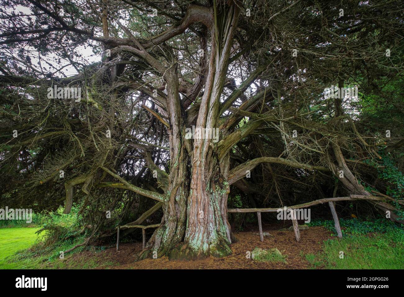 Frankreich, Cotes d'Armor, Treveunec, Saint-Marc Bucht entlang des GR 34 Wander- oder Zollweges, Monterey Cypress (Cupressus macrocarpa) Stockfoto