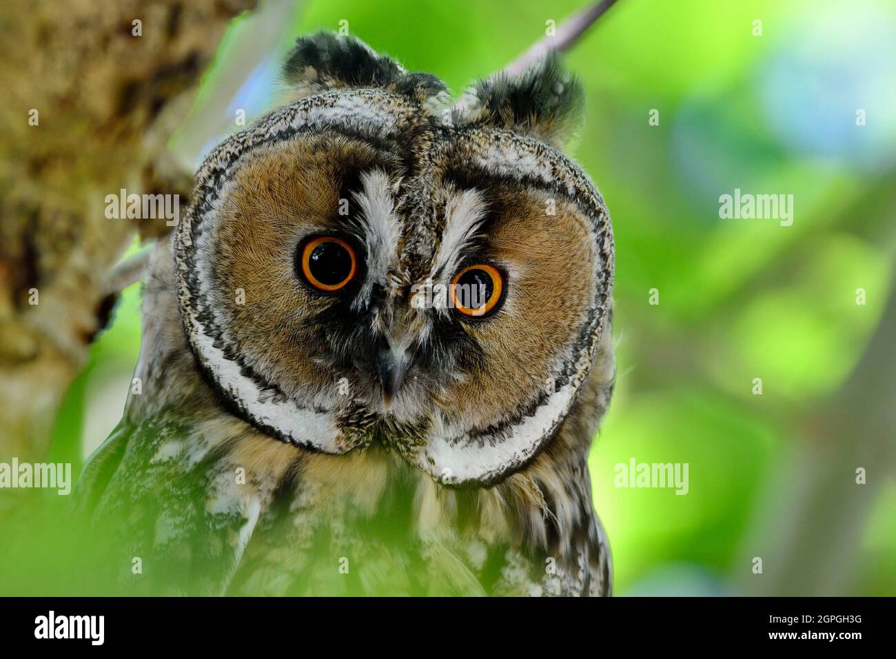 Frankreich, Doubs, Fauna, Wildtier, Nachtvögel, Nachtaktive Greifvögel, Langohreule (ASIO otus), Junge, die das Nest verlassen haben Stockfoto