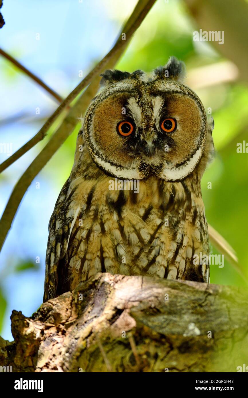 Frankreich, Doubs, Fauna, Wildtier, Nachtvögel, Nachtaktive Greifvögel, Langohreule (ASIO otus), Junge, die das Nest verlassen haben Stockfoto