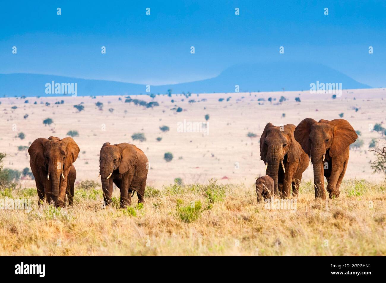 Kenia, Taita Hills Wildlife Sanctuary, Herde von Elefanten (Loxodonta africana) Stockfoto