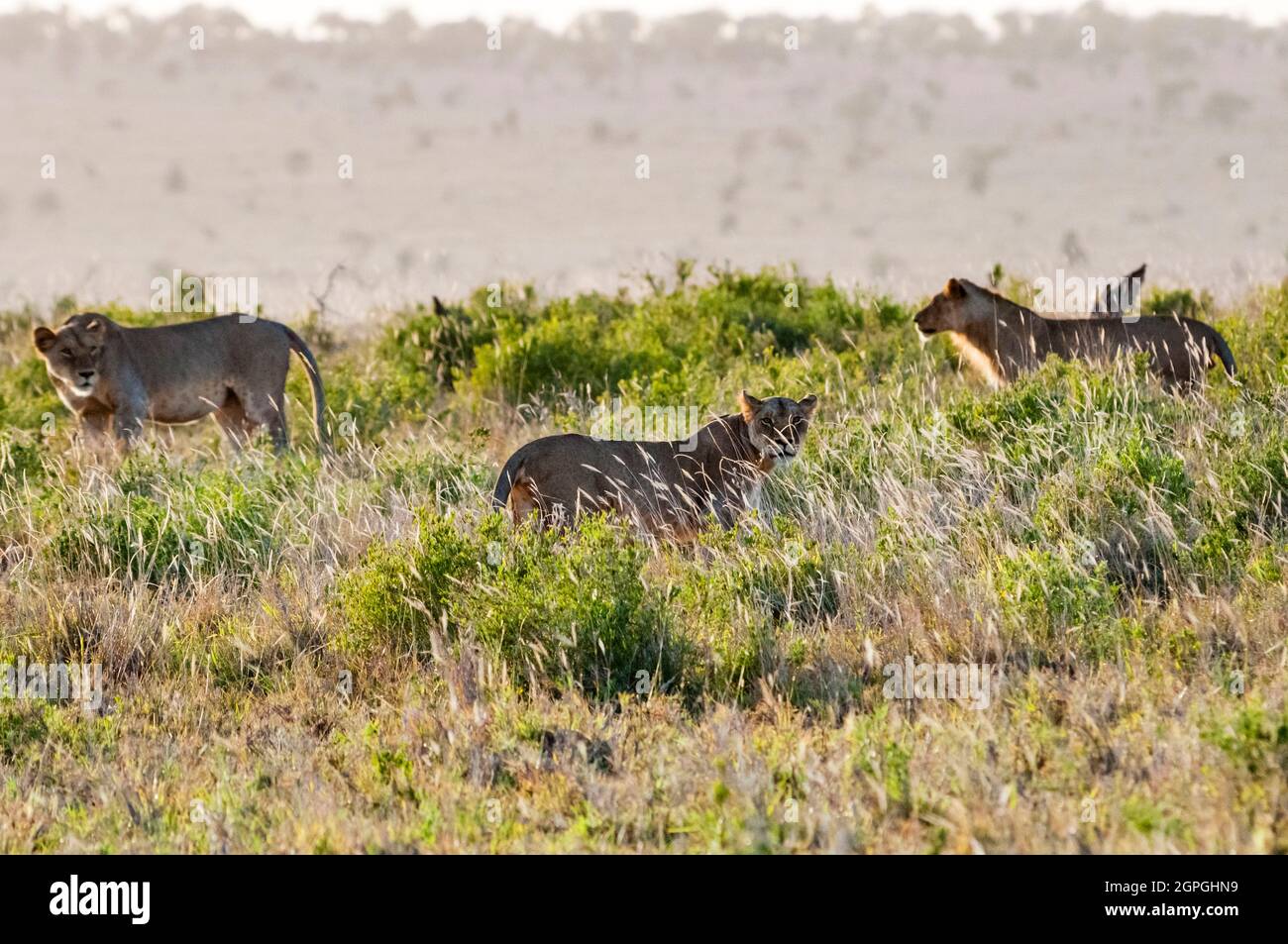 Afrika, Kenia, Tsavo West National Park, drei junge männliche Löwen (Panthera leo) Stockfoto