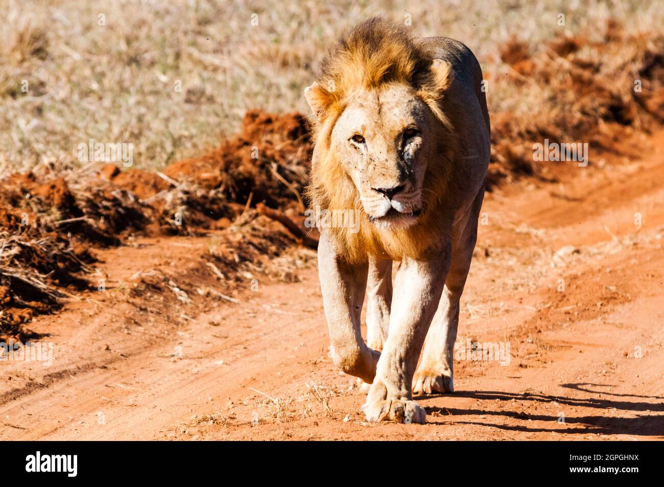 Afrika, Kenia, Tsavo West National Park, ein männlicher Löwe beim Gehen (Panthera leo) Stockfoto