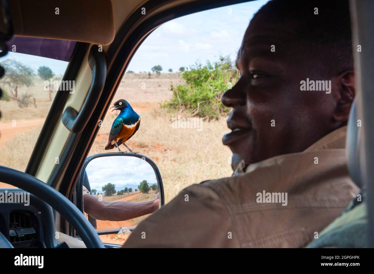 Kenia, Taita Hills Wildlife Sanctuary, Superstar (Lamprotornis Superbus) auf einem Autospiegel Stockfoto
