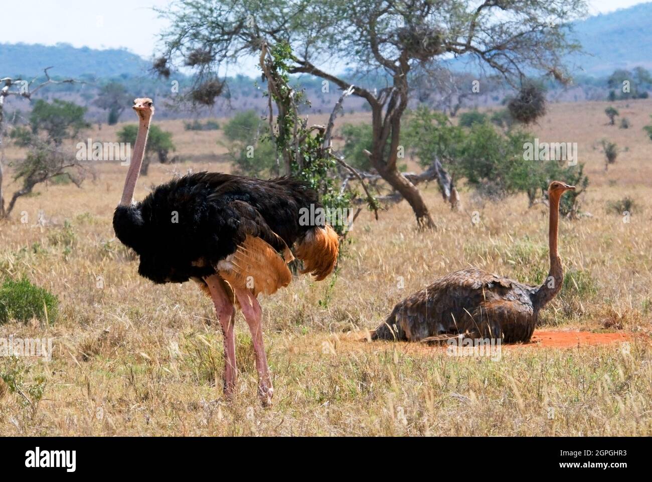 Kenia, Taita Hills Wildlife Sanctuary, ein paar gemeinsame Strauße (Struthio camelus) Stockfoto