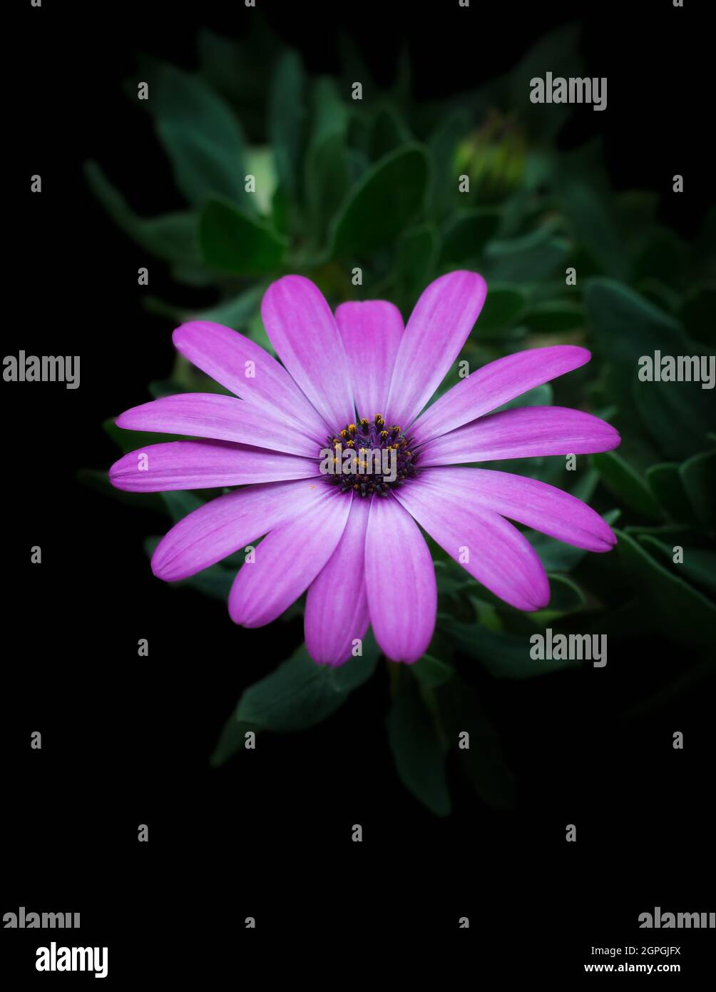 osteospermum, rosa, violette afrikanische Gänseblümchen, auch Blauäugige Gänseblümchen oder Umhang-Gänseblümchen genannt, wächst im kühlen Sommerklima, isoliert auf schwarzem Hintergrund Stockfoto