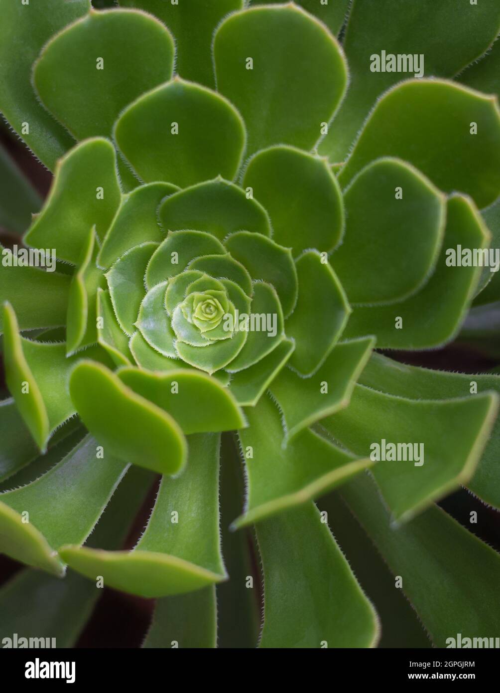 Hellgrün echeveria norma Pflanze Nahaufnahme, schnell wachsende Innen, Outdoor Sukulente Pflanze, Hintergrund, Textur, Tapete für die Gestaltung Stockfoto